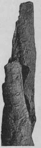Fig. 117.   Canella bark. Natural' size.