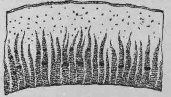Fig. 119.   Cusparia bark. Transverse section, showing oil cells and groups of bast fibres. Magnified. (Planchon and Collin.)