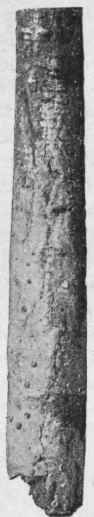 Fig. 126.   Cascara Sagrada bark. Natural size.
