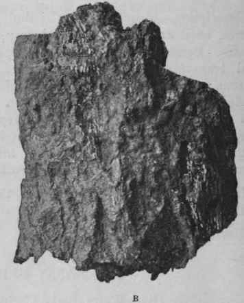 Fig. 127. Sassy bark. A, portion of bark of medium thickness, showing fissured surface; B, portion of very thick bark showing rugged surface, with depressions produced by exfoliation of the outer portion.