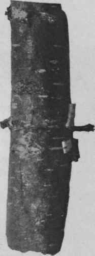 Fig. 128.   Virginian Prune bark, showing transverse lenticels, land papery cork peeling off. Natural size.