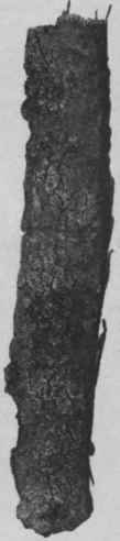 Fig. 130.   Witch hazel bark, showing scaly cork. Natural size.