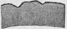 Fig. 131.   Pomegranate root bark. Transverse section. Magnified. (Berg.)