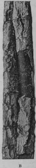 Fig. 132.   Calisaya bark. A, showing]the longitudinal fissures and transverse cracks, natural size; B, showing in addition exfoliating cork, natural size.