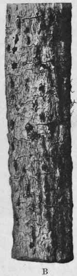 Fig. 134.   Red Cinchona bark, showing longitudinal wrinkles (A), reddish warts and small transverse cracks (B). Slightly reduced.