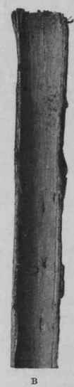 Fig. 142.   Willow bark, showing, A, outer surface'; B, inner surface. Natural size.