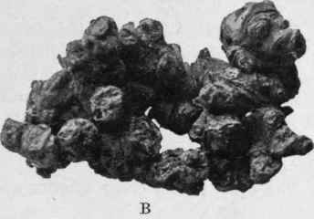 Fig. 144.   Black Hellebore rhizome. A, young rhizome, natural size. B, old knotty rhizome, natural size.