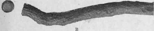 Fig. 157.   Peruvian Rhatany root. A, portion of an older root, showing scaly cork; natural size. B, portion of a younger root, natural size.