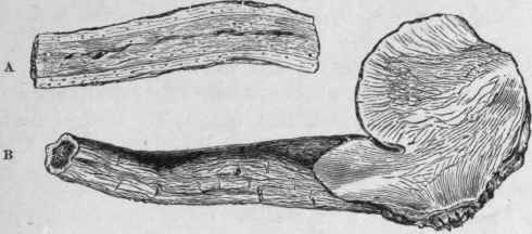 Fig. 171. Elecampane root. A, longitudinally cut; B, entire, with portion of the rhizome attached. (.Planchon and Collin.)