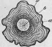 Fig. 176.   Dandelion root. Transverse section. a, bark; b, wood; w, cambium Magnified 4 diam. (Berg.)