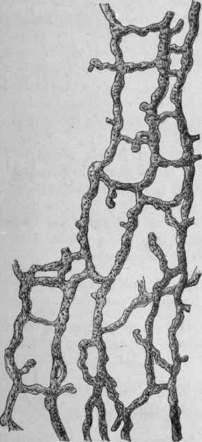 Fig. 177.   Anastomosing latici ferous vessels of Dandelion root. Magnified 140 diam. (Vogl.)