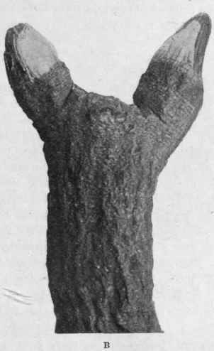 Fig. 179.   Gentian root. A, root, showing surface with longitudinal wrinkles. B, rhizome, showing fine transverse lines (leaf scars), and dividing into two branches, each terminating in a bud. Natural size.