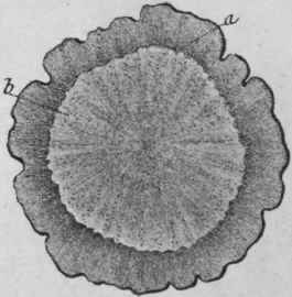 Fig. 180.   Gentian root. Transverse section. a, bark; b, wood. Magnified 2 diam. (Berg.)