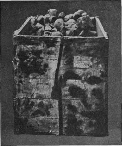 Fig. 187.   Case of Chinese Rhubarb.