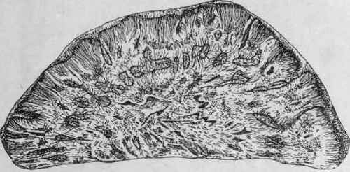 Fig. 189.   Chinese Rhubarb (Shensi flat). Transverse section, showing the remains of the bark (as a narrow exterior layer), the cambium (as a dark line), the wood (with a more or less distinctly radiate structure), and an irregular circle of starspots (abnormal fibro vascular bundles). (Planchon and Collin.)