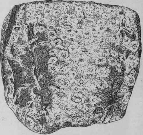 Fig. 190.   Chinese Rhubarb (Shensi flat). Flat (inner) surface of a plano convex piece, showing irregularly distributed star spots. (Planchon and Collin.)