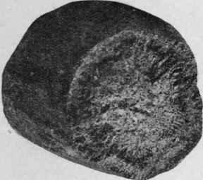 Fig. 191.   Chinese Rhubarb (Canton round), showing granular fracture. Natural size.