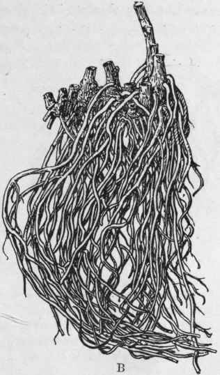 Fig. 196.   Serpentary rhizome. A, Virginian; B, Texan. Natural size.