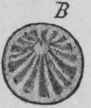 Fig. 197.   Serpentary rhizome. A, longitudinal section of rhizome and roots: tc, remains of aerial stems; rd, roots; rh, rhizome. B, transverse section of rhizome, magnified 3 diam. (Berg.)