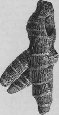 Fig. 198.   Long Turmeric. (Pereira.)