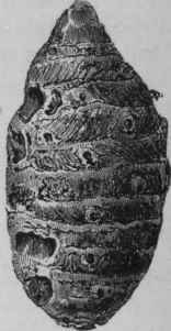 Fig. 199.   Round Turmeric. (Pereira.)