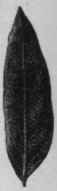 Fig. 20.   Alexandrian Senna leaves. Natural size.