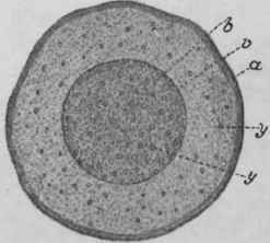 Fig. 200.   Turmeric rhizome. Transverse section, a, cortex; v, endodermis; b, stele; y, vascular bundles. Magnified 3 diam. (Berg.)