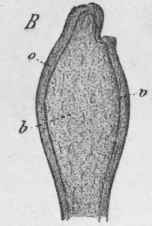 Fig. 201.   Ginger. A, transverse section through the rhizome, magnified 3 diam. B, longitudinal section through a branch, natural size. o, cortex; v, endo dermis; b, stele. (Berg.)