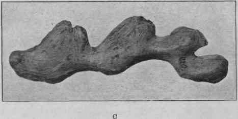 Fig. 202.   Ginger. A, Jamaica; B, African: C, Cochin. All slightly reduced.