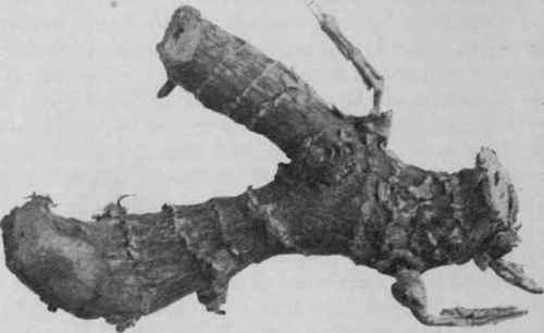 Fig. 203.   Galangal root. Natural size.
