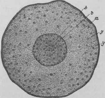 Fig. 204.   Galangal rhizome. Transverse