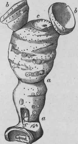 Fig. 205.   Orris rhizome. Rhizome of Iris germanica. a, constrictions indicating winter growth; b, b, young branches; c, scar left by previous year's flowering shoot. (Tschirch, after Hartwich.)
