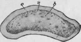 Fig. 206.   Orris rhizome. Transverse sections. o, cortex; v, endodermis; 6, stele. Natural size. (Berg.)
