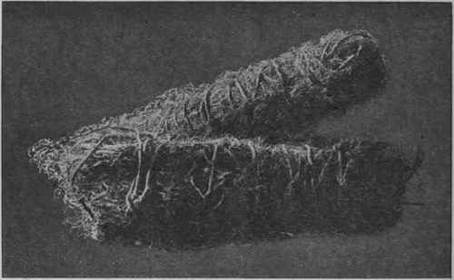 Fig. 207.   Bundles of Jamaica Sarsaparilla. Reduced.