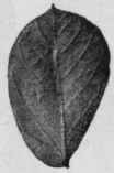Fig. 21.   Obovate Senna leaves (C. obovata). Natural size.
