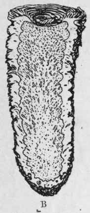 Fig. 211.   White Hellebore rhizome. A, rhizome with roots. B, longitudinal section of rhizome. Natural size. (Pharmaceutical Journal.)