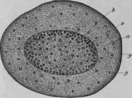 Fig. 213.   Sweet Flag rhizome. Transverse section, magnified 3 diam. a, cortex; v, endodermis b, stele; y, vascular bundles. (Berg.)
