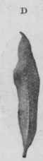 Fig. 22.   Argel leaves. a, showing the shape of the leaf; b, c, d, showing the curled appearance of the dried leaves. Natural size.
