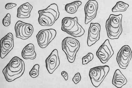 Fig. 223.   Maranta Starch. Magnified 300 diam. (Tschirch.)