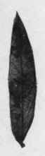 Fig. 23.   Arabian Senna leaves. Natural size.