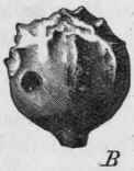 Fig. 232.   Galls. A, showing interior; B, exterior, both with hole bored by the insect. (Vogl.)