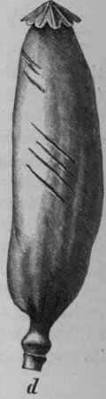 Fig. 233.   Opium. Poppy capsules, showing the different methods of incising. (Vogl, from specimens in the Museum of the Pharmacological Institute, Vienna.)