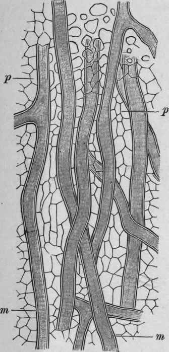 Fig. 237.   Laticiferous cells in the stem of Euphorbia resinifera. p, parenchyma ; m, laticiferous cells. Magnified. (Tschirch.)