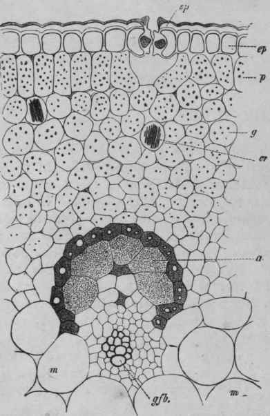 Fig. 239.   Transverse section near the margin of an Aloe leaf, ep, epidermis; gfb, vascular bundle, the pericyclic cells, a, of which are much enlarged and contain a yellow secretion (aloes); p, palisade; g, parenchyma; sp, stoma; cr, calcium oxalate crystals; m, mucilaginous parenchyma. (Magnified.) (Tschirch.)