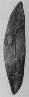 Fig. 24. Tinnevelly Senna leaves. Natural size.