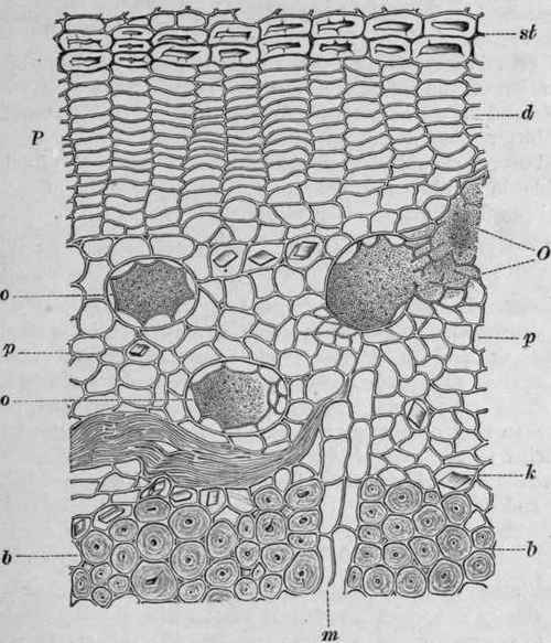 Fig. 242.   Myrrh. Section of a portion of bark, probably of Commiphora Myrrha. P, outer portion (bark) in which layers of sclerenchymatous cells, st, alternate with thin walled cells, d; p, bast parenchyma; b, bast fibres; m, medullary ray; o, oleo resin ducts containing a granular secretion (myrrh); 0, tissue breaking down to form a cavity filled with the secretion. Magnified 280 diam. (Vogl.)
