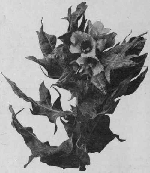 Fig. 33.   Henbane (H. niger). Flowering top of a large second year's plant of biennial Henbane. Reduced.