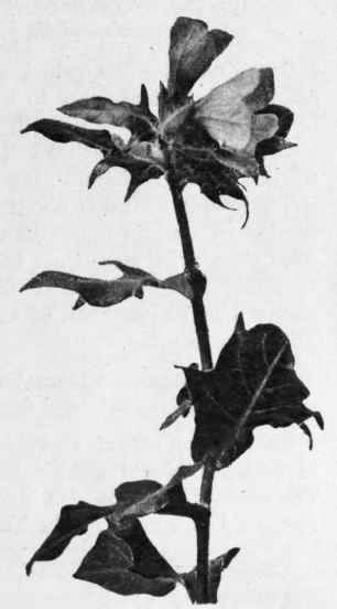 Fig. 34.   Annual Henbane. Small specimen. Reduced.