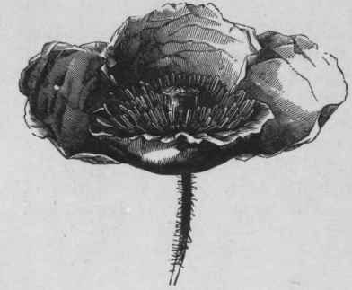 Fig. 36.   Red Poppy. (Planchon and Collin.)