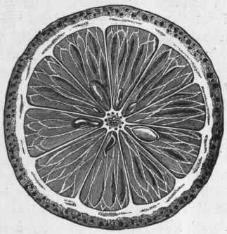 Fig. 54.   Lemon. Transverse section. (Planchon and Collin.)